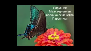 Парусник Маака 🦋🦋🦋🦋