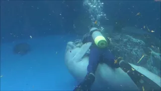 続・飼育員さんの邪魔をするアフリカマナティーのみらい＠鳥羽水族館