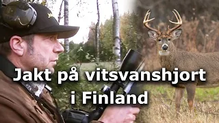 Jakt på vitsvanshjort i Finland (Hunting whitetail)