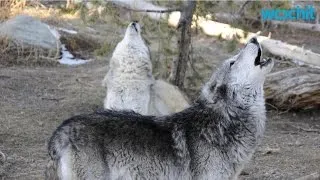 Why Do Wolves Howl?