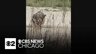 Man followed by coyote while walking dog in Chicago