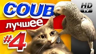 Смотри лучшее - Coub HD #4