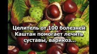 Целитель от 100 болезней - Каштан помогает лечить суставы, варикоз...