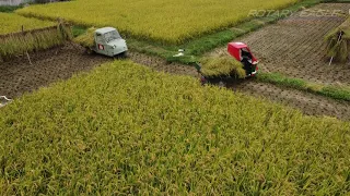 PIAGGIO APE IN RICE FIELD