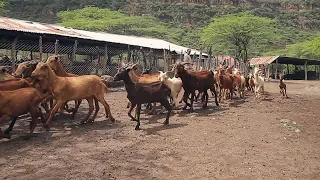 La cabra santandereana, una nueva especie para nuestro orgullo