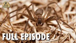 Wild America | S12 E5 'Home is where there's Habitat' | Full Episode | FANGS