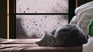 30 Minutes Cat Purring and Rain Sounds | Soothing Sounds
