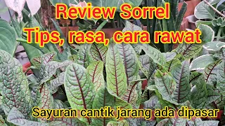 Review sayuran elit & cantik seperti bunga hias . SORREL