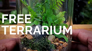 How to make a Terrarium for free || Build a terrarium without spending any money