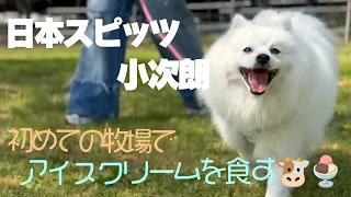 牧場と犬