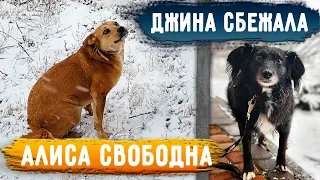 Джина сбежала. Алису отпустили на улице с поводка. С Оникса сняли много шерсти. Капу выпустили.