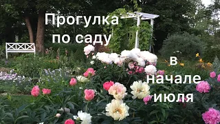 ПРОГУЛКА ПО САДУ В ИЮЛЕ