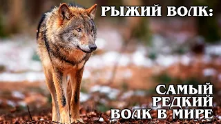 РЫЖИЙ ВОЛК: Гибрид койота и серого волка – самый редкий вид волка | Интересные факты про волков