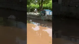 Dead animals coming from flood areas seen in city canals