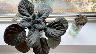 African Violets - The largest and the smallest variety in my collection