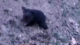 black bear cub crying