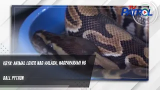 KBYN: Animal lover nag-aalaga, nagpaparami ng ball python