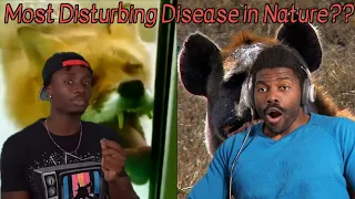 These animal diseases are horrifying | Casual geographic Reaction