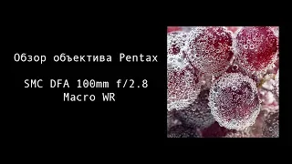 Обзор объектива Pentax Macro 100mm f/2.8 WR. Портрет и макро.