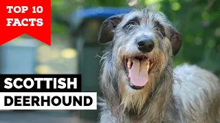 Scottish Deerhound - Top 10 Facts