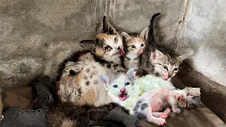 We found the abandoned yellow cat with homeless kittens. the mother cat needs help immediately