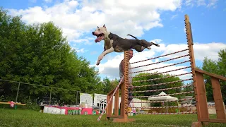 APBT BRAVE FIGHTER’S RAINBOW. Dog show "Jump'n'Gym 2023".