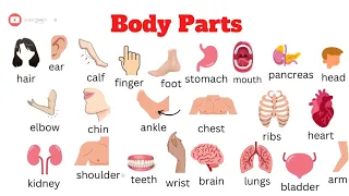 Body parts vocabulary | English practice