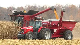 Corn Harvest 2023 | Case IH Axial - Flow 5130 Combine Harvesting Corn | Ontario, Canada