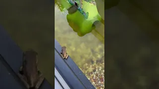 The FROG ARMY Leader