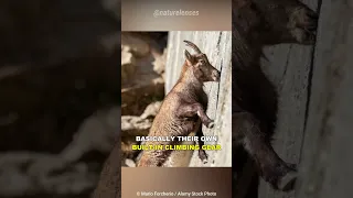 This Goat Defies Gravity And Climb Walls!