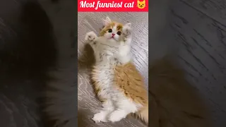 cute cat 🐈#shorts #viral #cats #youtubeshorts #trending #shortvideo