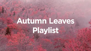 Autumn Leaves Playlist 🎃 Relaxing Chillout Tracks to Ease Your Mind