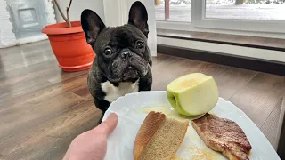What will the French bulldog eat first? | Bread, Apple, Beef