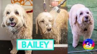 Bailey the Spoodle's Incredible Transformation at the Mobile Groomers