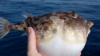 Pufferfish Puffed