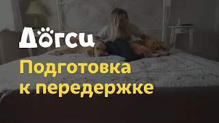 1. Инструкция догситтера Догси – Подготовка к передержке / dogsy.ru