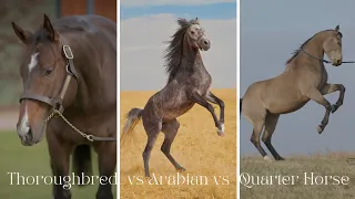 Arabian Horse vs Thoroughbred Horse vs Quarter Horse - Facts Comparison