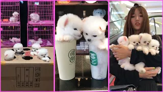 Funny and Cute Pomeranian Videos, Videos de TikTok Part 76