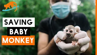 Rescuing An ELECTROCUTED Baby Squirrel Monkey - Costa Rica Rainforest