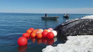 Первый добытый кит в селе Уэлен Чукотский А.О.