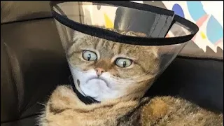 😹Beste Lustige Tiere Videos zum Totlachen 2021|Süße Katzen|Versuch nicht zu lachen Extrem Schwer #32