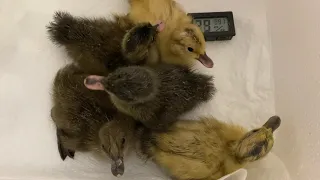 Hatching Supermarket Duck Eggs. Super Cute Ducklings! + incubation method