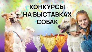 Конкурсы на выставке собак - Ребенок и собака - Юный хэндлер - Best in Show - Чемпионат IKU