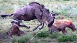 baby wildebeest saved from hyena's jaws - part 4 - mama to the rescue!! (in SLOW-MO)