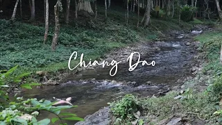 If you ever came to Chiang Dao Thailand, I wil ｜如果你来清道，我会带你去