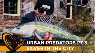 Urban Predators Pt. 3 - Urban silver