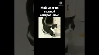 мой мозг на важной контрольной😹 #shorts #мем #смешно #юмор