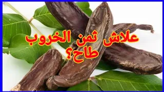 الحلقة 55: أسباب انهيار سعر الخروب