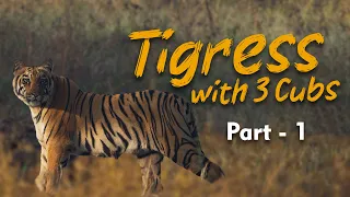 How I tracked the THREE CUBS at Tadoba Tiger Reserve | Part - 1 | ATR DAILY VLOG - 55