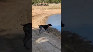 # shorts, GSP Kimber playing at the pond!